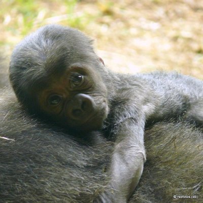 Olympia's 6 Day Old Baby Gorilla Apollo (m)