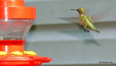 Ruby-Throated Hummingbirds