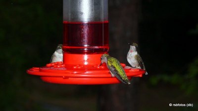 Ruby-Throated Hummingbirds