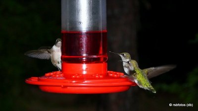 Ruby-Throated Hummingbirds