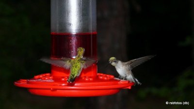 Ruby-Throated Hummingbirds