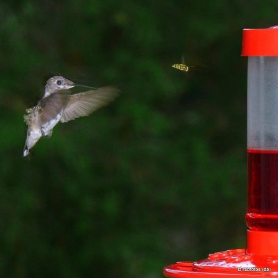 Ruby-Throated Hummingbirds