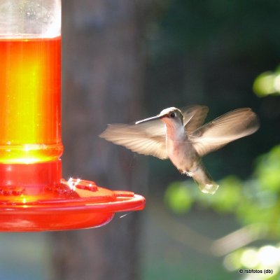 Ruby-Throated Hummingbirds