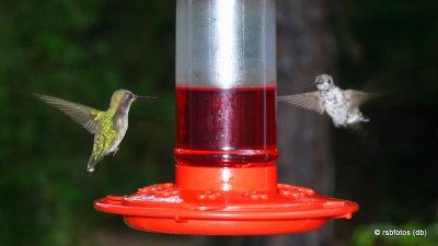 Ruby-Throated Hummingbirds