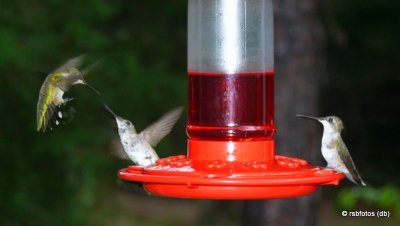 Ruby-Throated Hummingbirds