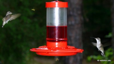 Ruby-Throated Hummingbirds