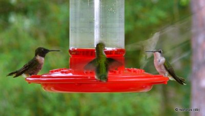 Ruby-Throated Hummingbirds