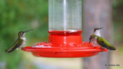 Ruby-Throated Hummingbirds
