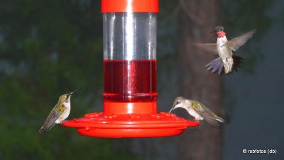 Ruby-Throated Hummingbirds