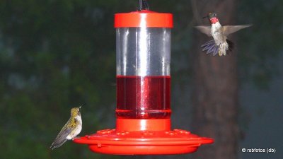 Ruby-Throated Hummingbirds