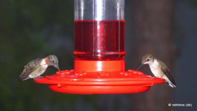 Ruby-Throated Hummingbirds