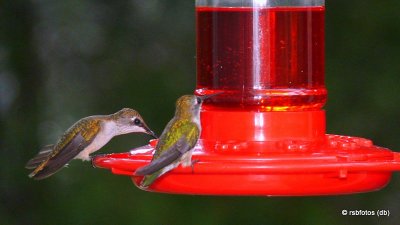 Ruby-Throated Hummingbirds