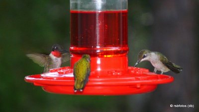 Ruby-Throated Hummingbirds