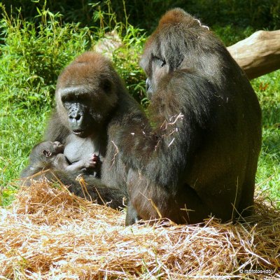 Gorilla Moms - NC Zoo