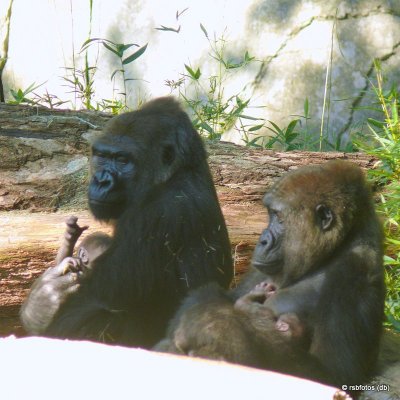 Gorilla Moms with Babies