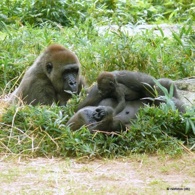  Gorilla Moms - NC Zoo
