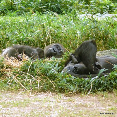 Gorilla Moms  Resting - NC Zoo