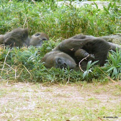 Gorilla Moms Resting - NC Zoo