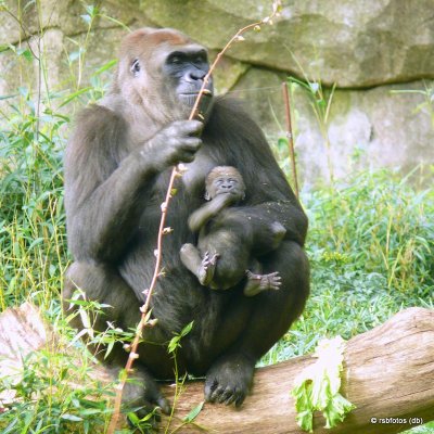 36 Day Old Bomassa(m) with mother - NC Zoo