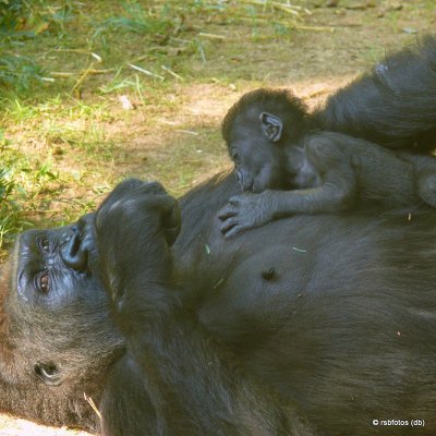 40 Day Old Bomassa(m) with mother - NC Zoo