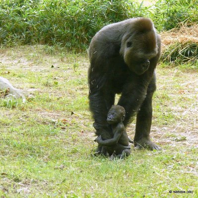 41 Day Old Bomassa(m) with mother - NC Zoo