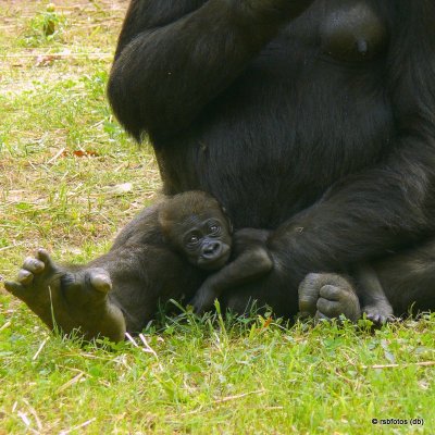 41 Day Old Bomassa(m) with mother - NC Zoo