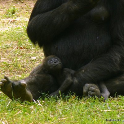 41 Day Old Bomassa(m) with mother - NC Zoo