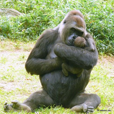 41 Day Old Bomassa(m) with mother - NC Zoo