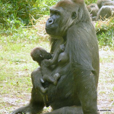 41 Day Old Bomassa(m) with mother - NC Zoo