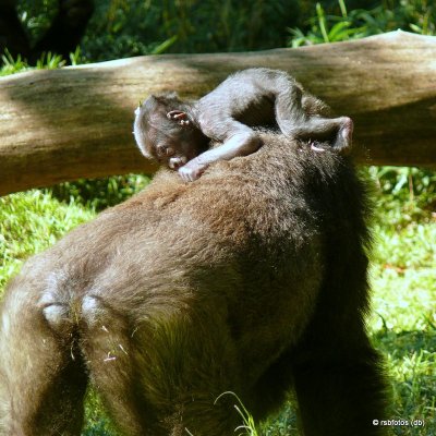 11 Day Old Baby Gorilla(m) with mother - NC Zoo