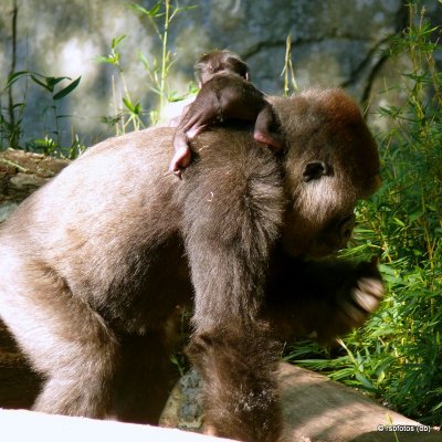 11 Day Old Baby Gorilla(m) with mother - NC Zoo