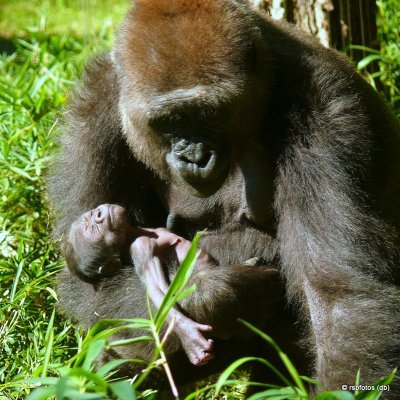 13 Day Old Apollo Gorilla(m) with mother - NC Zoo