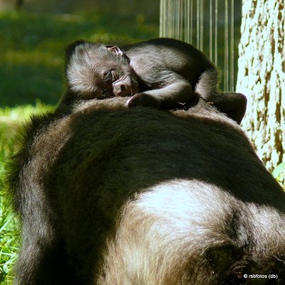 13 Day Old Apollo Gorilla(m) with mother - NC Zoo