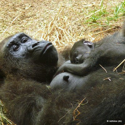 17 Day Old Apollo(m) and mother Olympia - NC Zoo