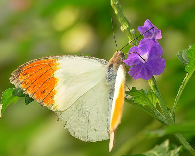 Great Orange Tip butterfly