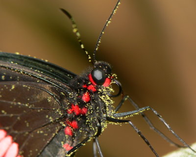 Cattleheart Butterfly