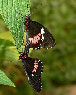 Mating Cattleheart Butterflys
