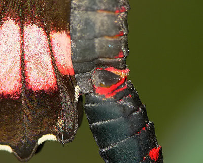 Cattleheart Butterfly