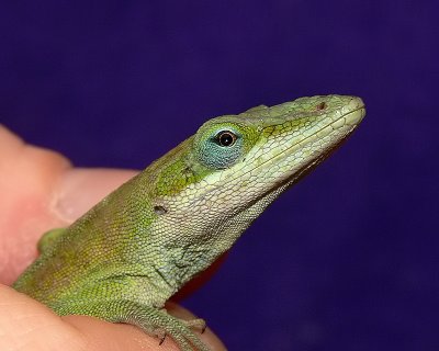 Green anole,