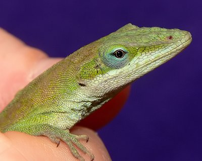 GREEN  ANOLE