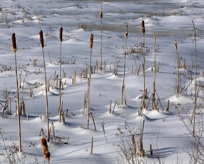 Cattails in Winter