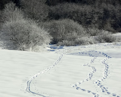 Winter Tracks