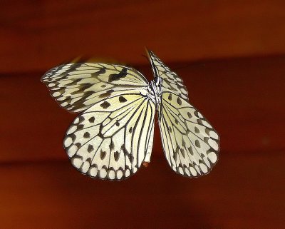 Hovering Rice Paper Butterfly -01