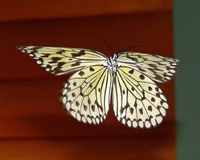 Hovering Rice Paper Butterfly - 02