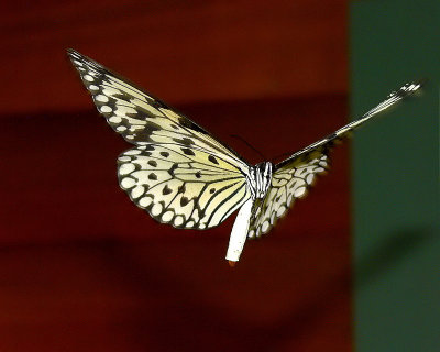 Hovering Rice Paper Butterfly - 03