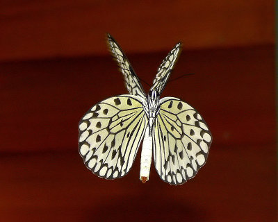 Hovering Rice Paper Butterfly - 04