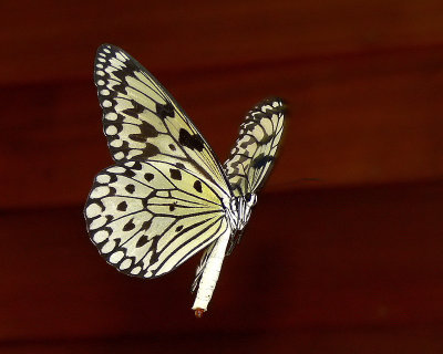 Hovering Rice Paper Butterfly - 06