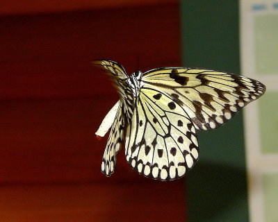 Hovering Rice Paper Butterfly - 07