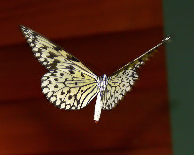 Hovering Rice Paper Butterfly - 08