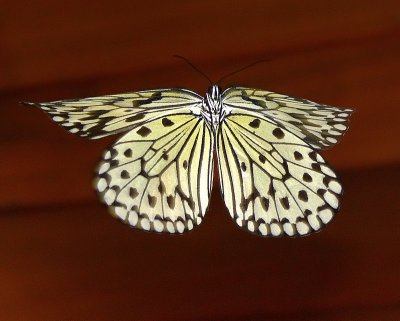 Hovering Rice Paper Butterfly - 09